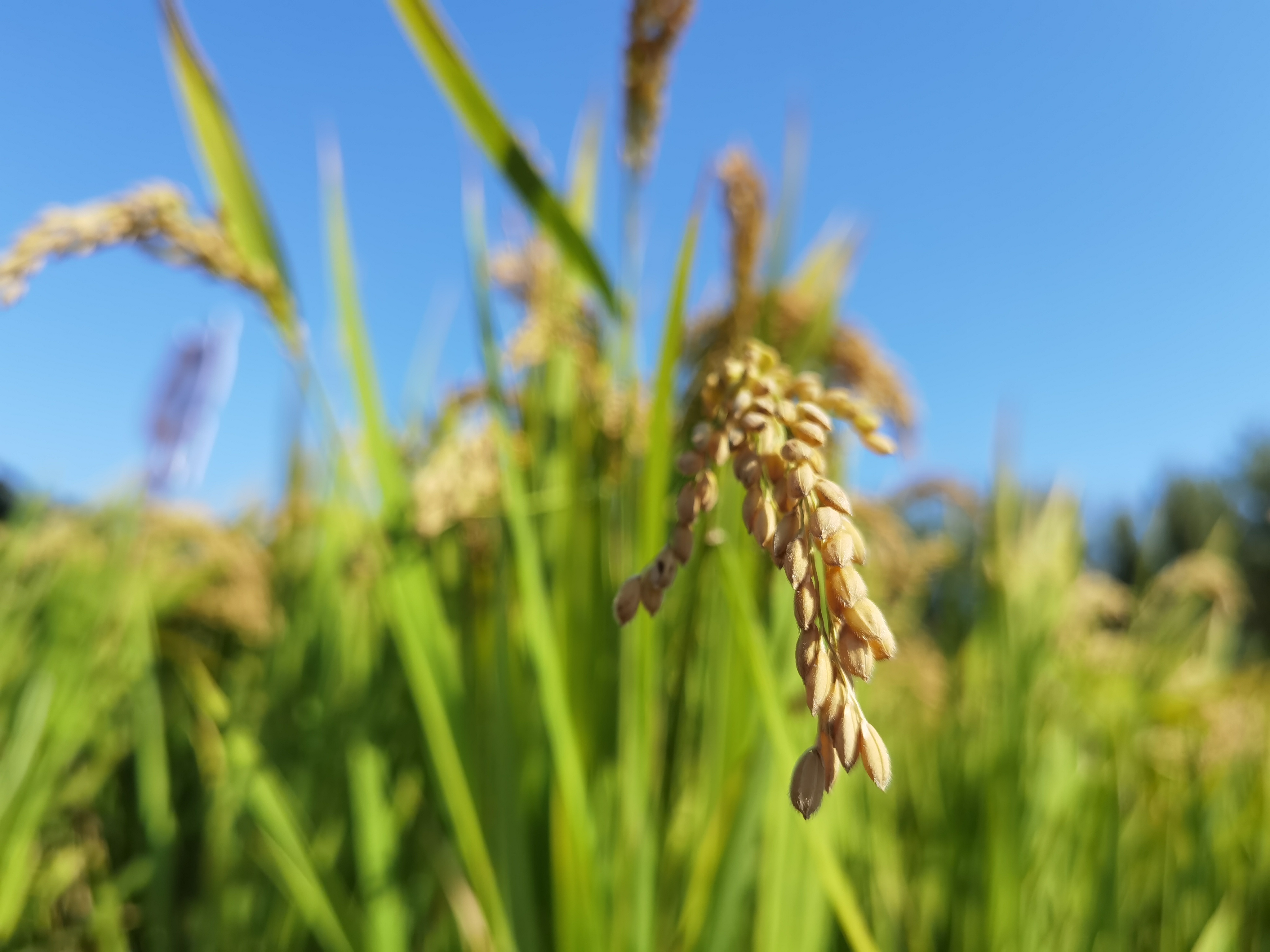 Review of Rice Markets in 2024 and Forecast for 2025